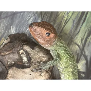 Caiman Lizard, Diorama Framed Art Prehistoric Online