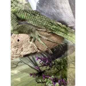 Caiman Lizard, Diorama Framed Art Prehistoric Online