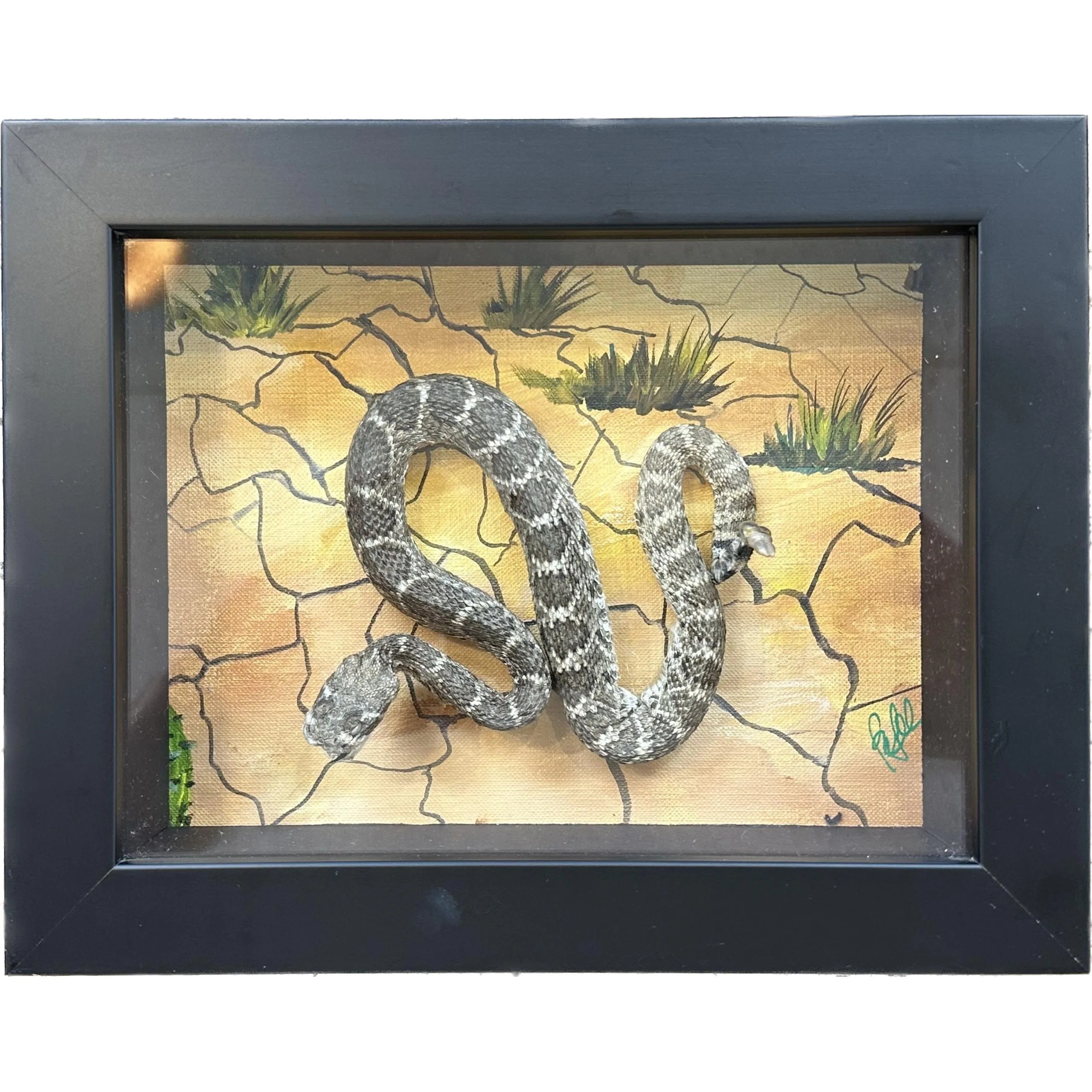 Diorama Framed Art – Rattlesnake Prehistoric Online