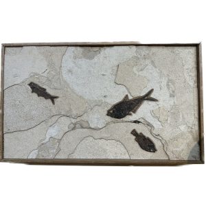 Fossil Fish Mural- Diplomystis,Knightia,Priscacara Prehistoric Online