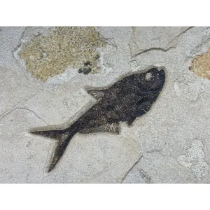 Fossil Fish Mural- Diplomystis,Knightia,Priscacara Prehistoric Online