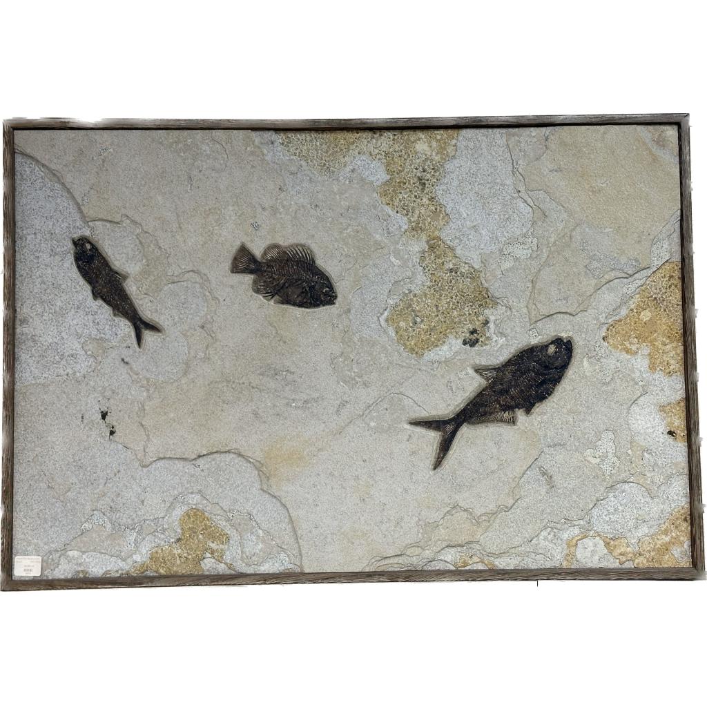 This is a picture of a well-preserved fossil fish mural from Wyoming.