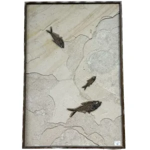 This is a picture of a framed fossil fish deathplate, containing 3 decent-size fishes.