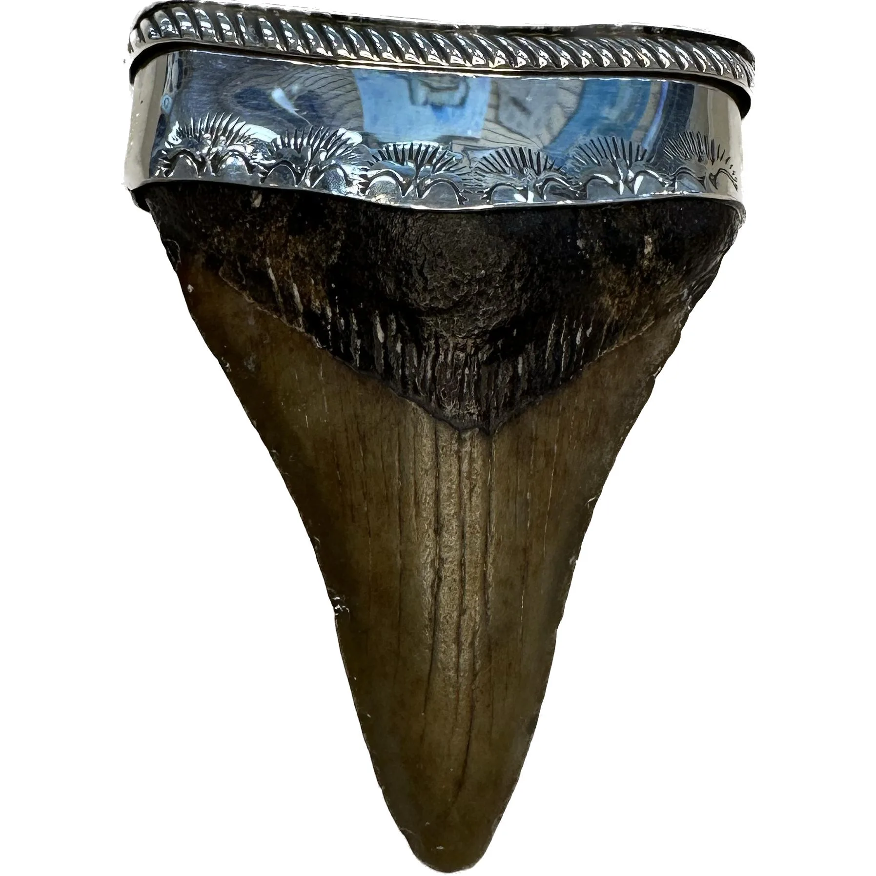 Fossil Shark Tooth Pendant, Silver .925 Prehistoric Online