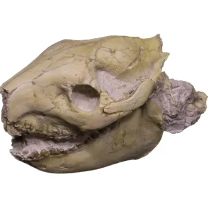 Oreodont Skull, South Dakota Prehistoric Online
