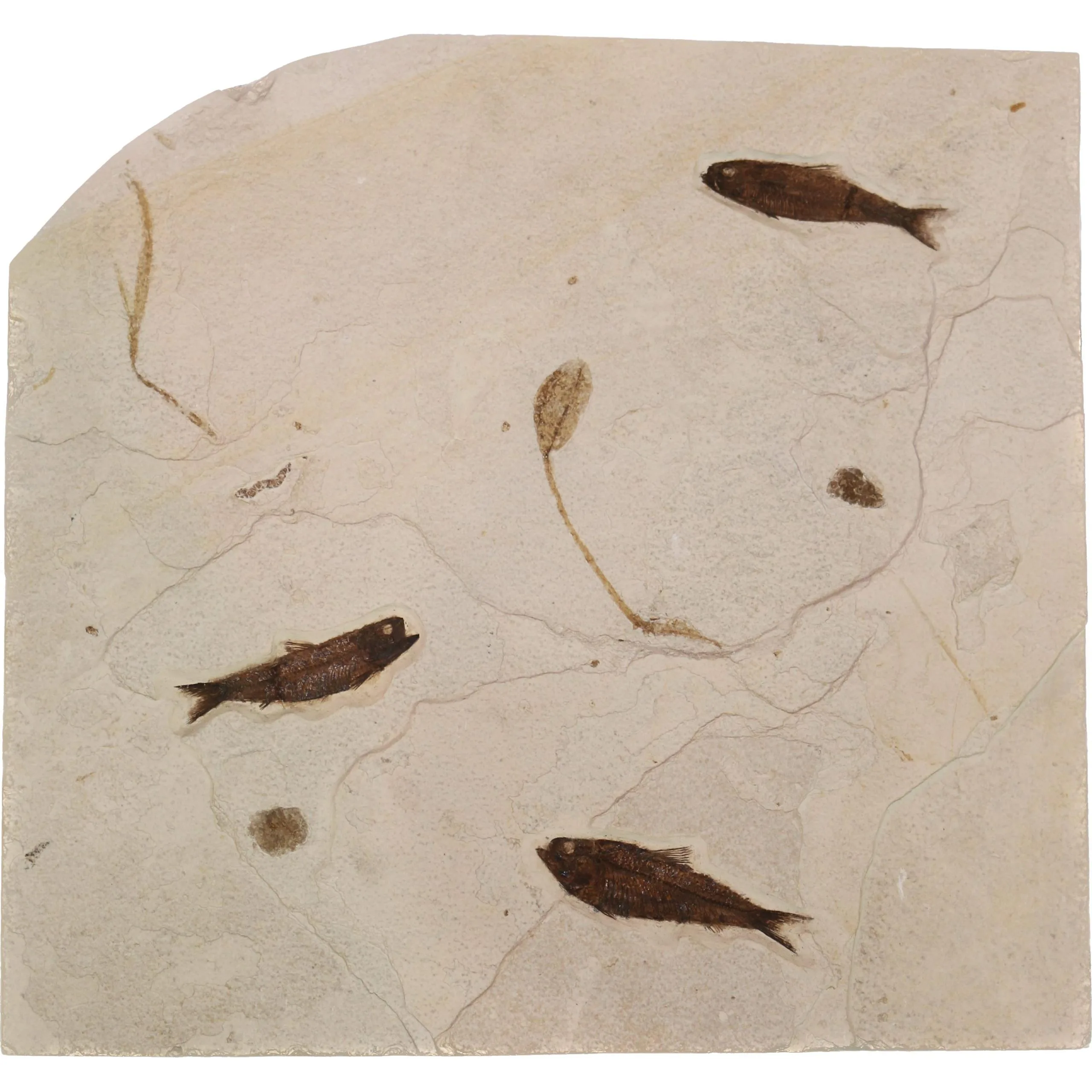 Fossil Fish/Plant, Kemmerer, Wyoming Prehistoric Online