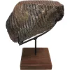 Woolly Mammoth Tooth, custom metal stand Prehistoric Online