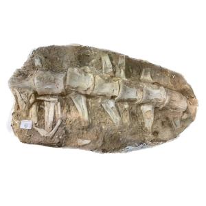 This Mosasaurus spine column is still in its original plaster casting.
