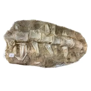 Mosasaur Spine Column     Morocco Prehistoric Online