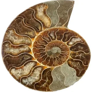 Cleoniceras Cleon Ammonite, Madagascar   5.25×5.25″ Prehistoric Online