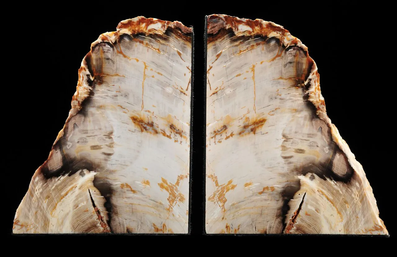 This is a picture of a petrified wood bookend set, showing two almost identical petrified wood pieces together.