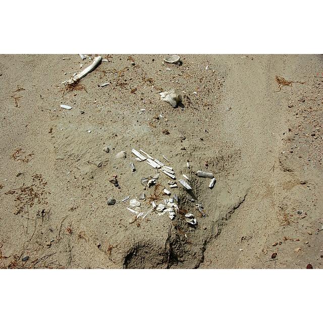 Fossil Camel Tooth – Florida, Iceage specimen, 1 1/2″ Prehistoric Online