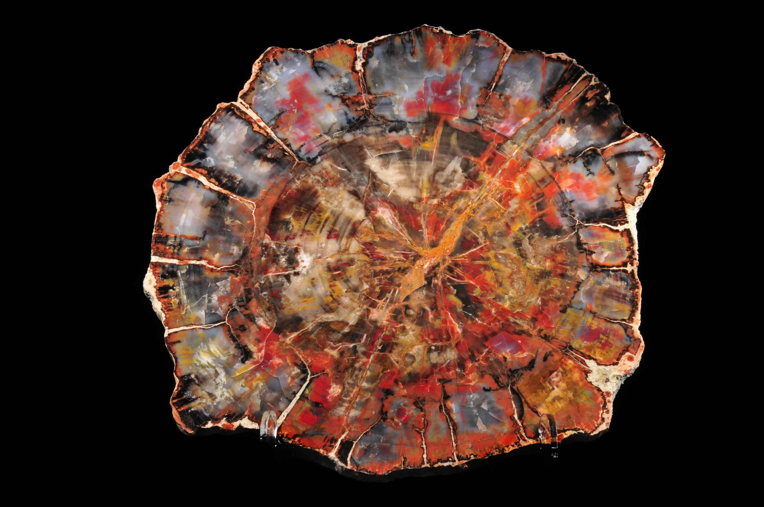 This is a picture of a red petrified wood slab which also has some various hues of orange, gray, and yellow.