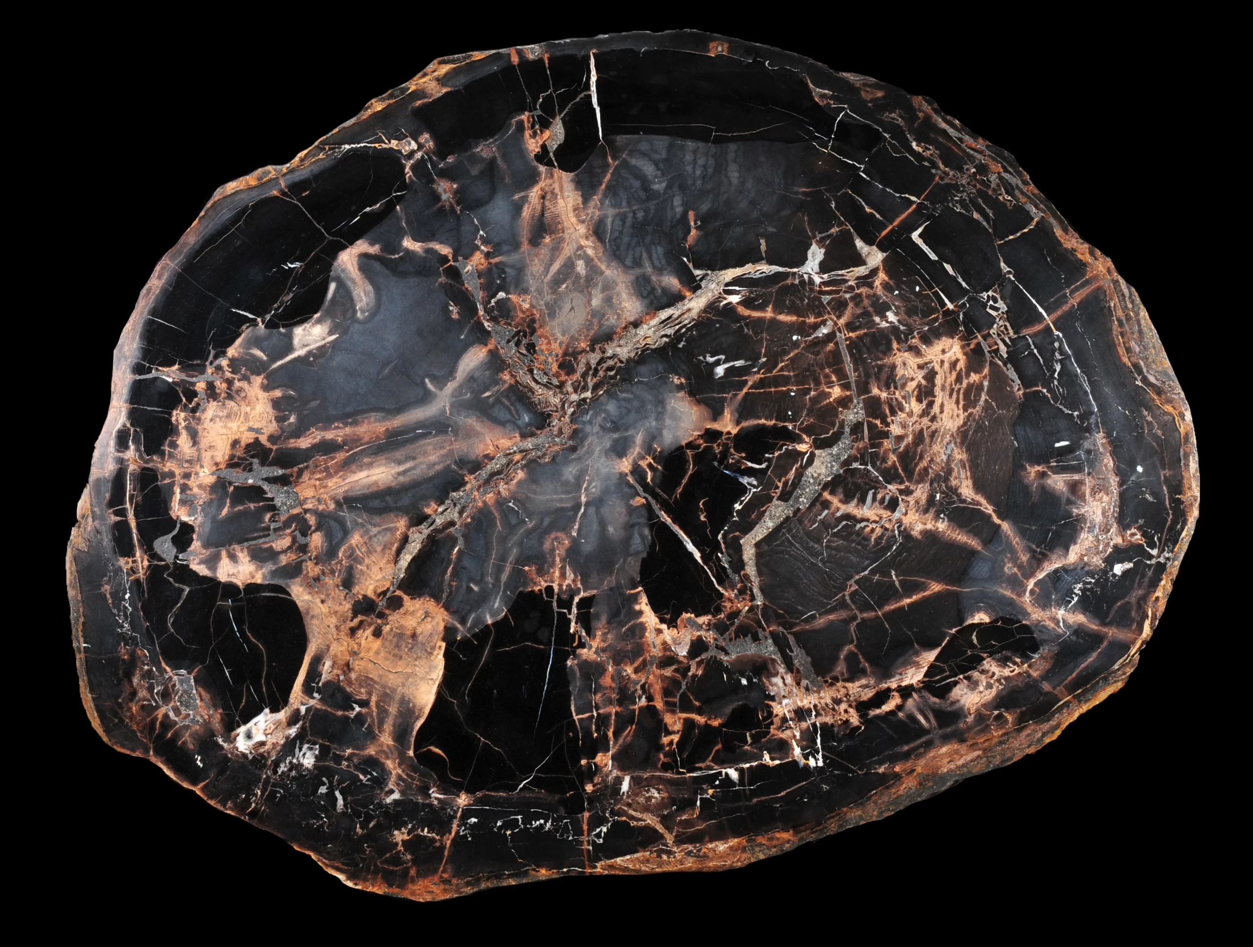 This is a professional picture of a dark-colored petrified wood slice.