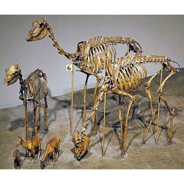 Fossil Camel Tooth &#8211; Florida, high grade collector
