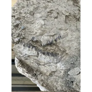 Oreodont Death Bed in field jacket-  South Dakota Prehistoric Online