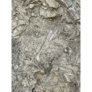 Oreodont Death Bed in field jacket-  South Dakota Prehistoric Online