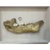 Cave Bear Molars in Jaw, Europe Prehistoric Online