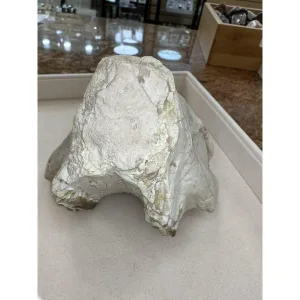 Oreodont Skull, Upper – South Dakota Prehistoric Online