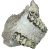 Oreodont Skull, Upper – South Dakota Prehistoric Online