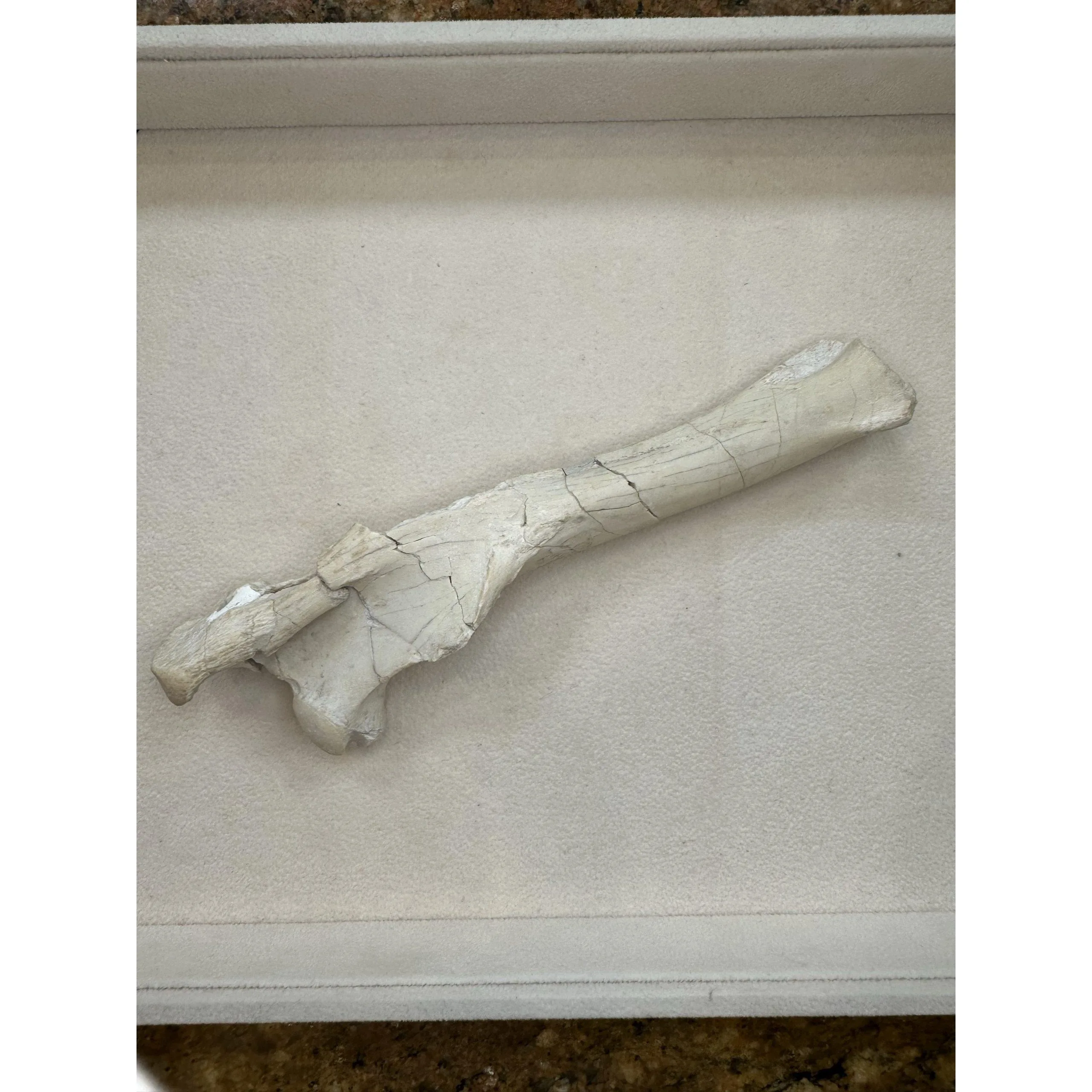 Mesohippus Femur – South Dakota, 7 inch long Prehistoric Online