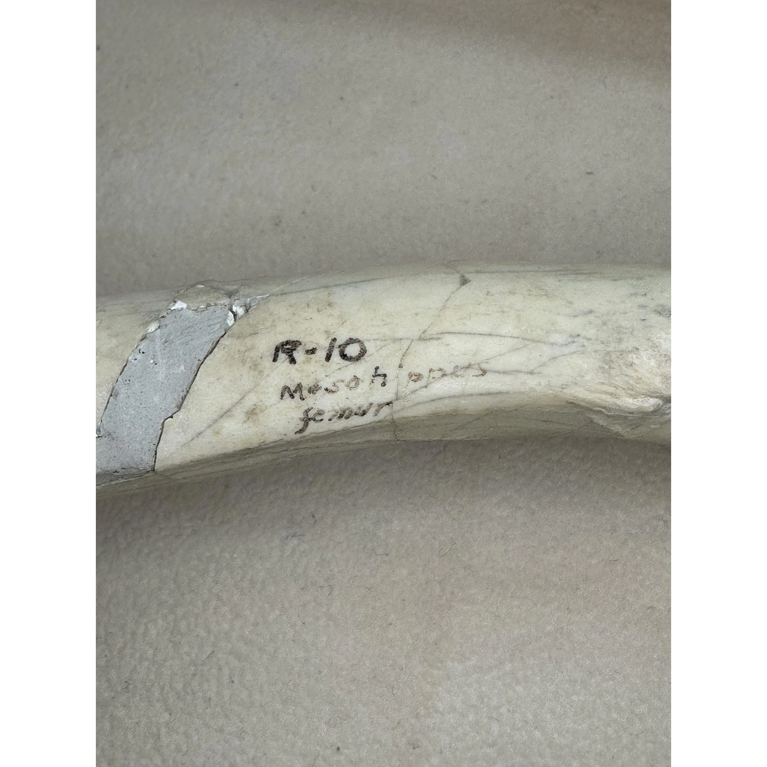 Mesohippus Femur – South Dakota, 7 inch long Prehistoric Online