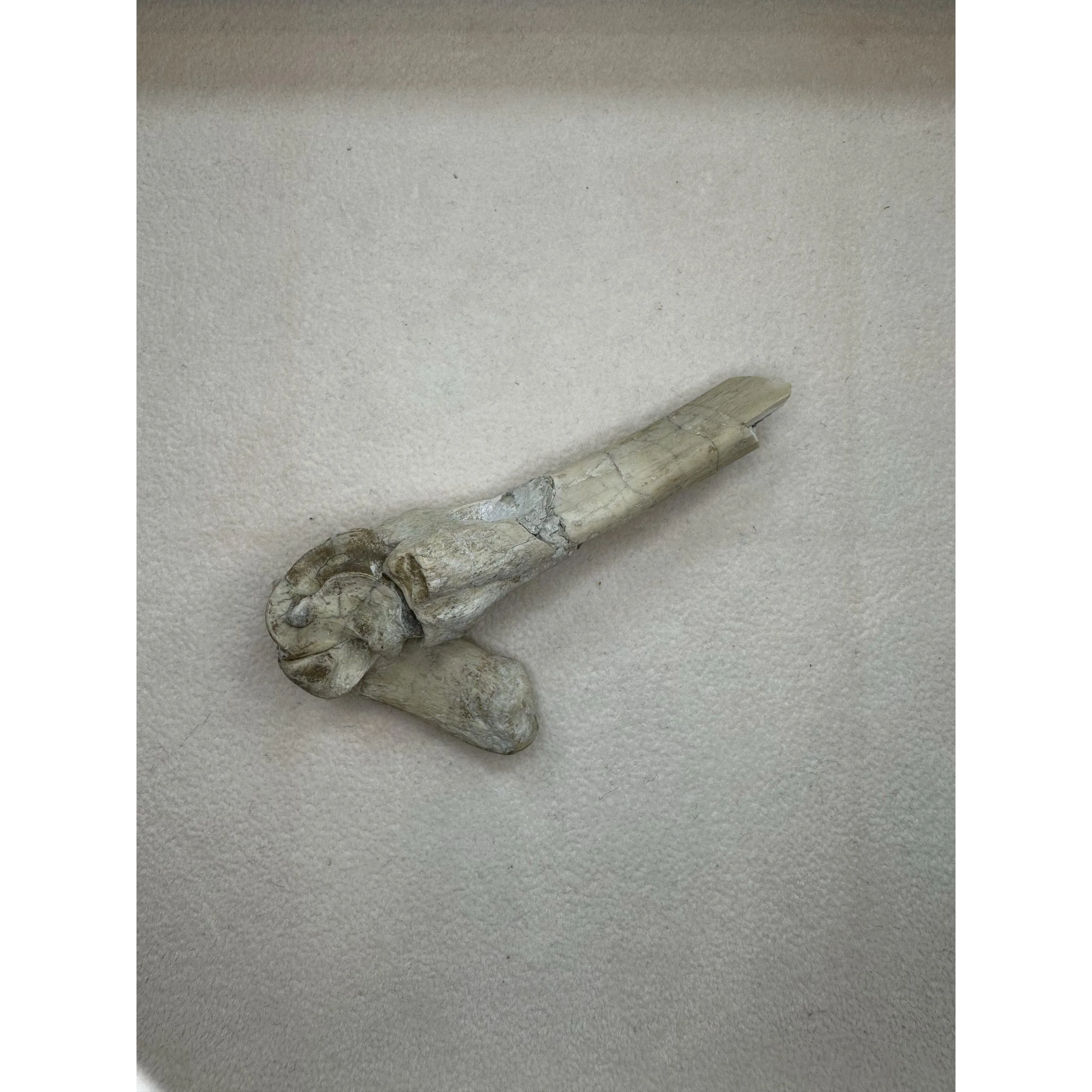 Mesohippus jointed bones – South Dakota Prehistoric Online
