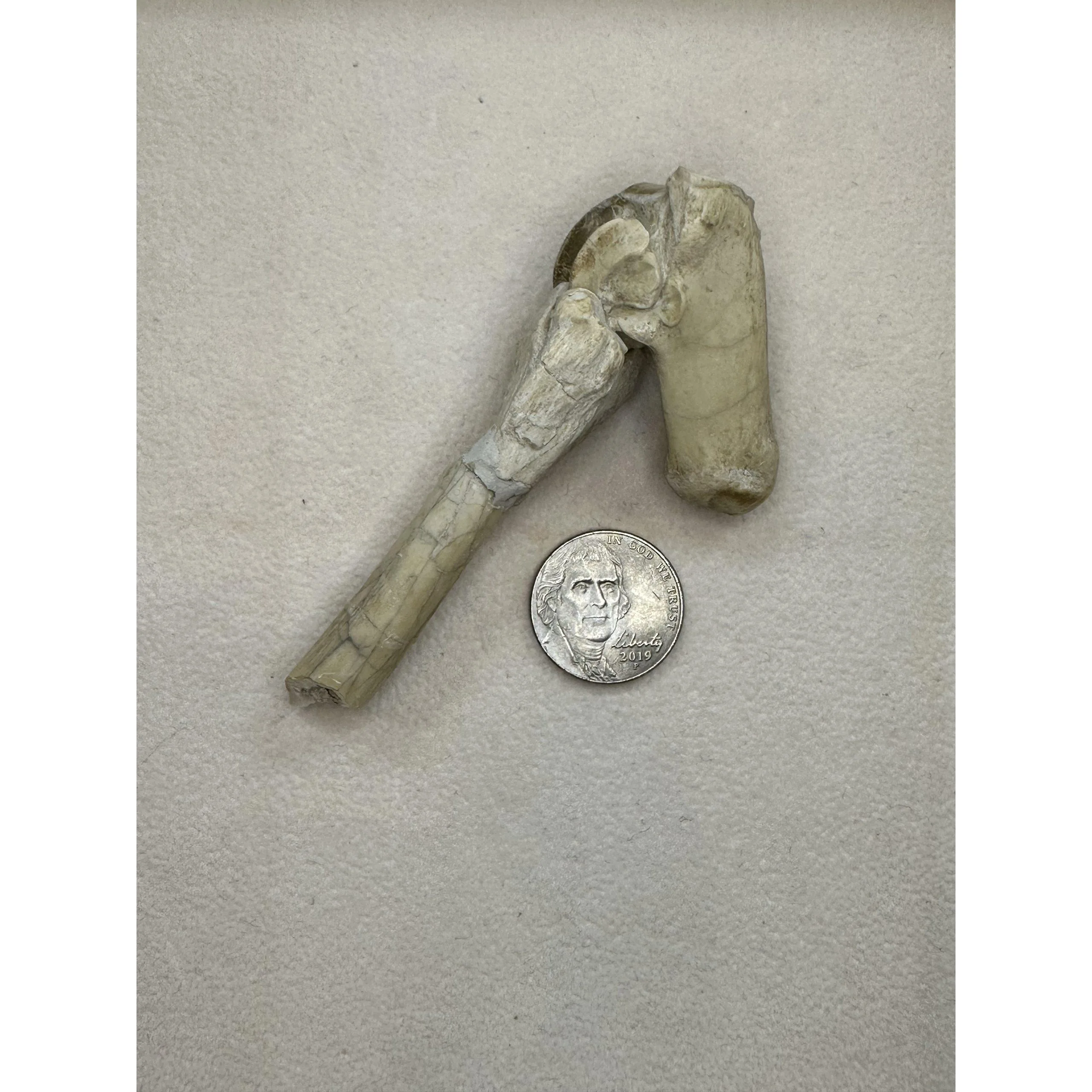 Mesohippus jointed bones – South Dakota Prehistoric Online