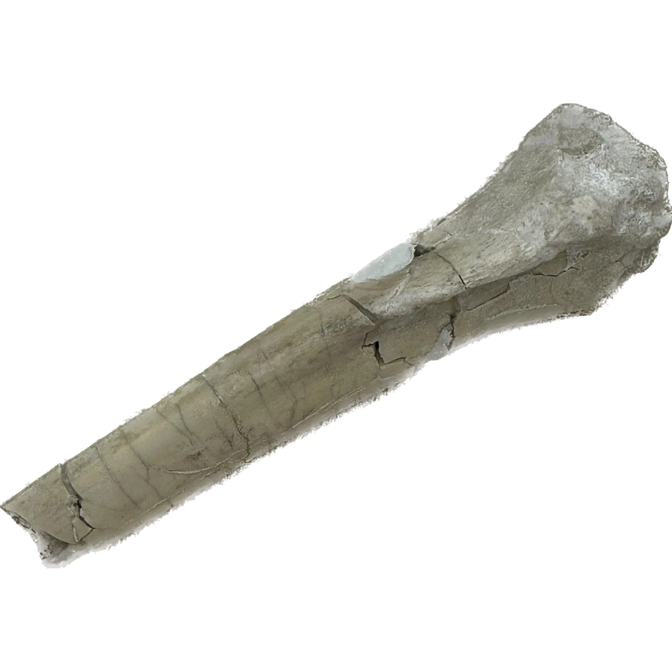 Mesohippus leg bone – South Dakota Prehistoric Online