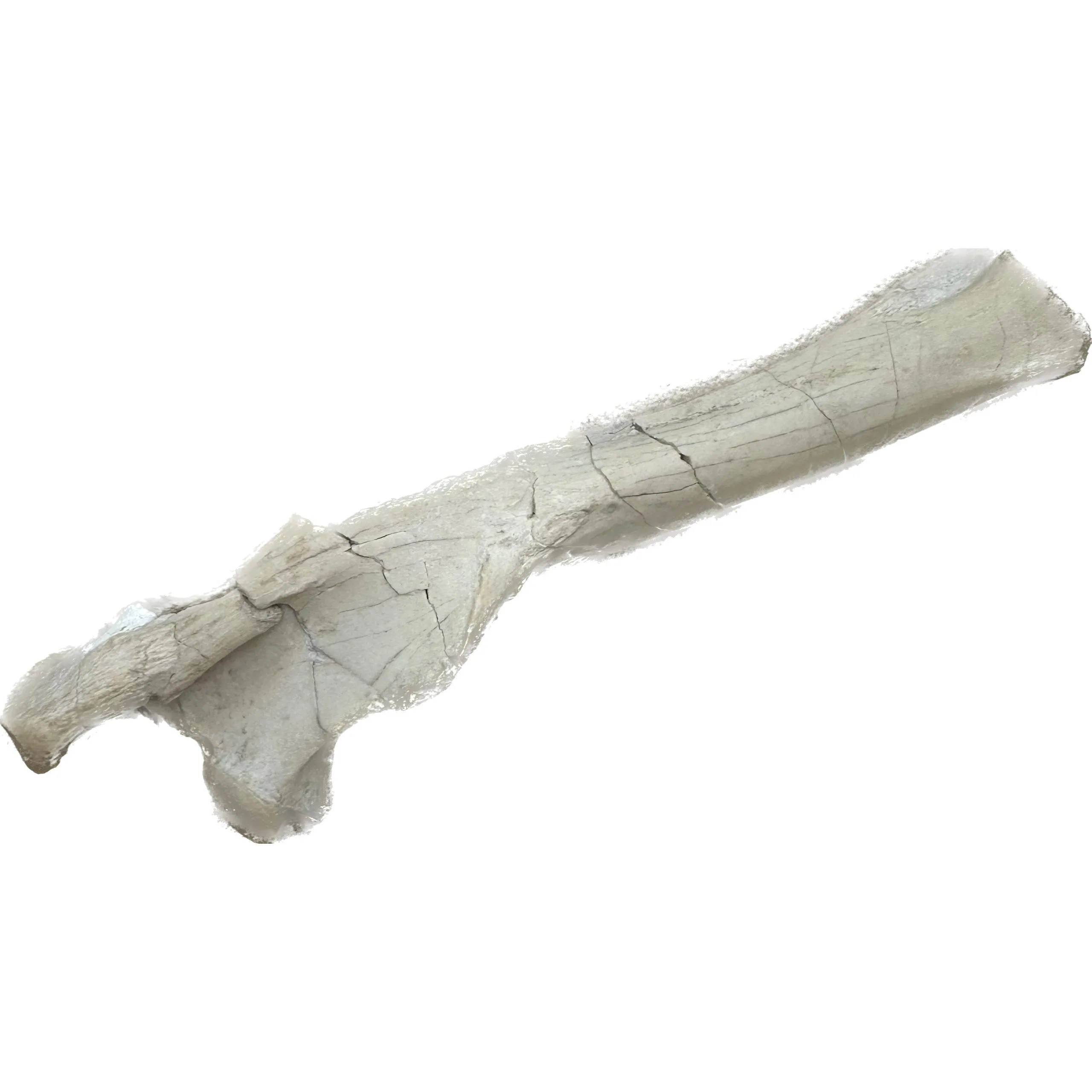 Mesohippus Femur – South Dakota Prehistoric Online