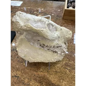 Oreodont Skull – Value skull- South Dakota Prehistoric Online