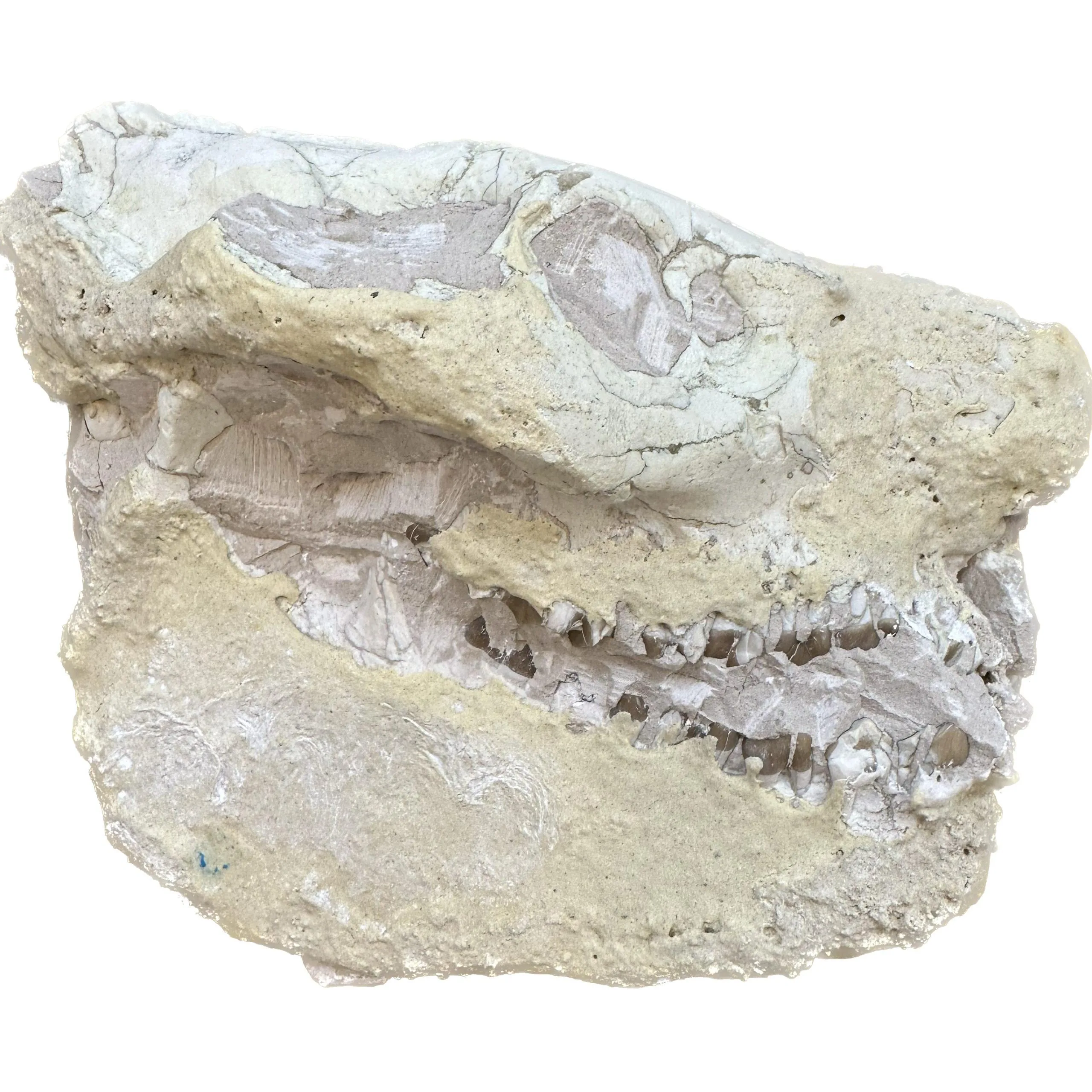 Oreodont Skull – Value skull- South Dakota Prehistoric Online