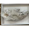 Oreodont Skull, Lowers – South Dakota Prehistoric Online