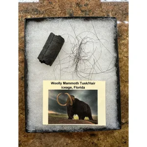 Riker Box Collection- Mammoth Hair/Tusk Prehistoric Online