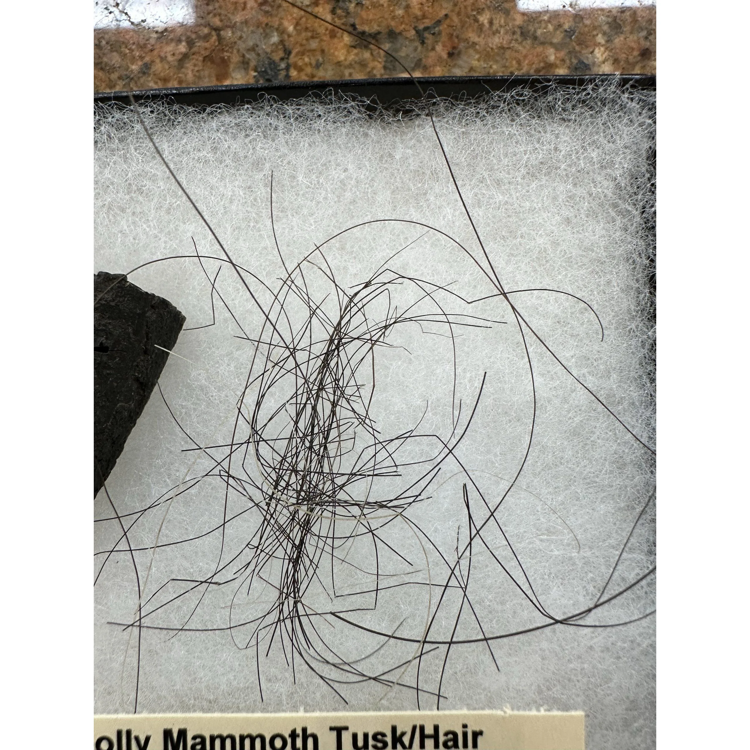 Mammoth Hair/Tusk, riker box collection Prehistoric Online