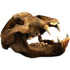 Cave Bear Fossils