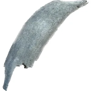 Fossil Sperm Whale tooth – Florida Prehistoric Online