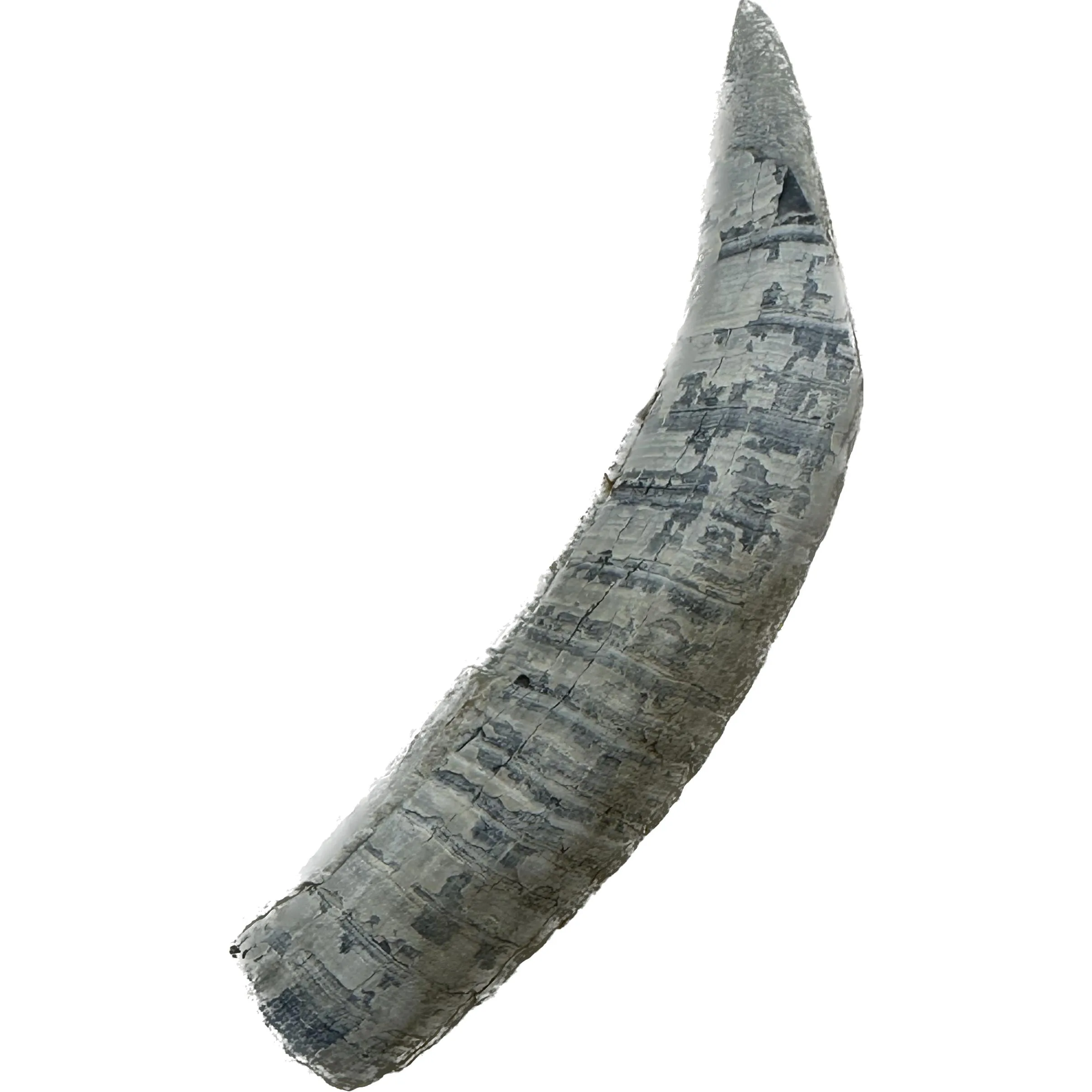 Fossil Sperm Whale tooth – Florida Prehistoric Online