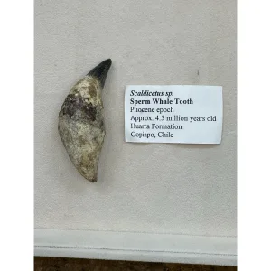 Fossil Sperm Whale tooth – Rare – Chile Prehistoric Online