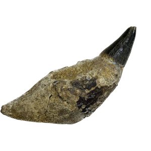 Fossil Sperm Whale tooth – Rare – Chile Prehistoric Online