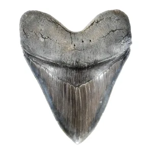 Megalodon 5- 6 1/2" teeth