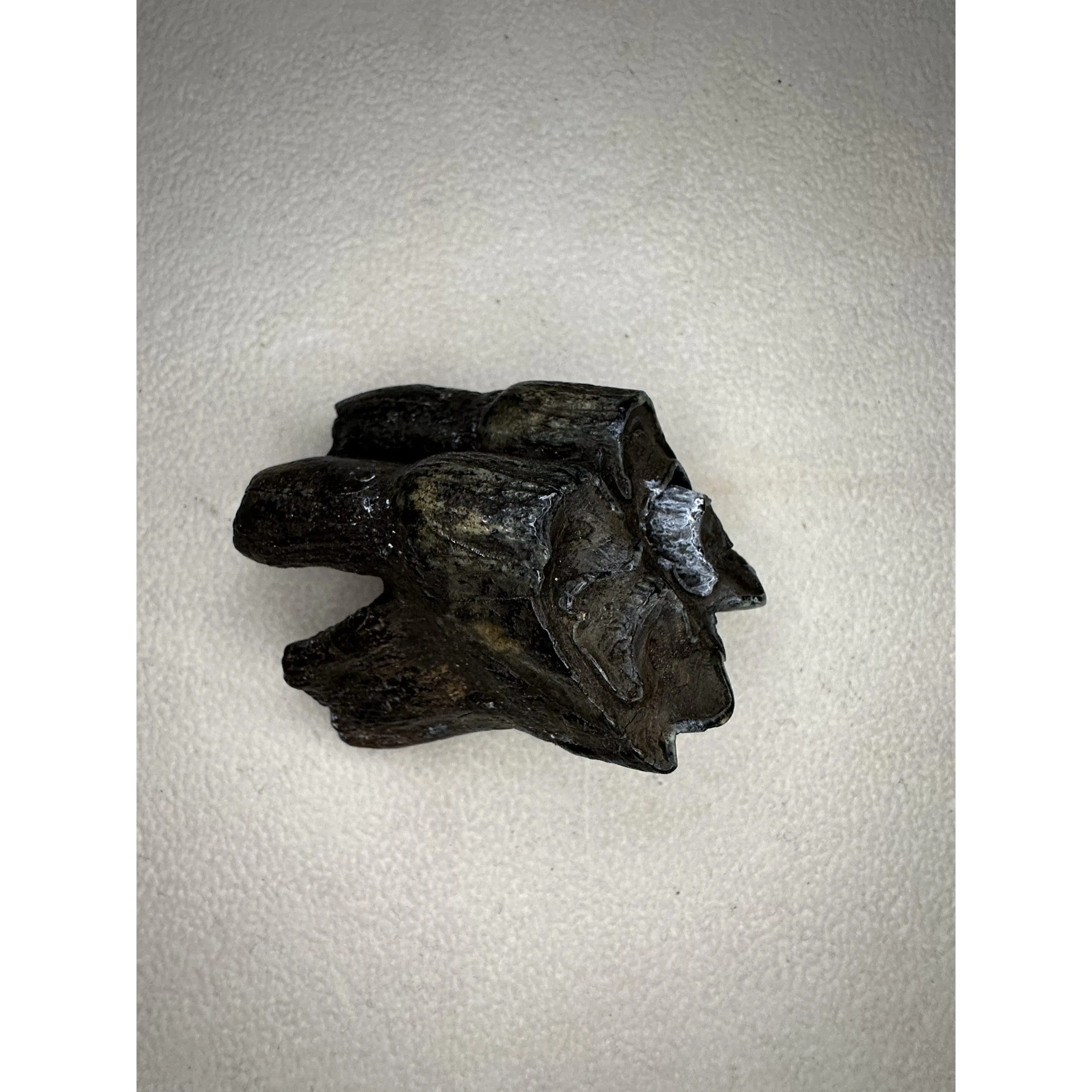 Fossil Bison Tooth – Florida, AAA grade full root Prehistoric Online