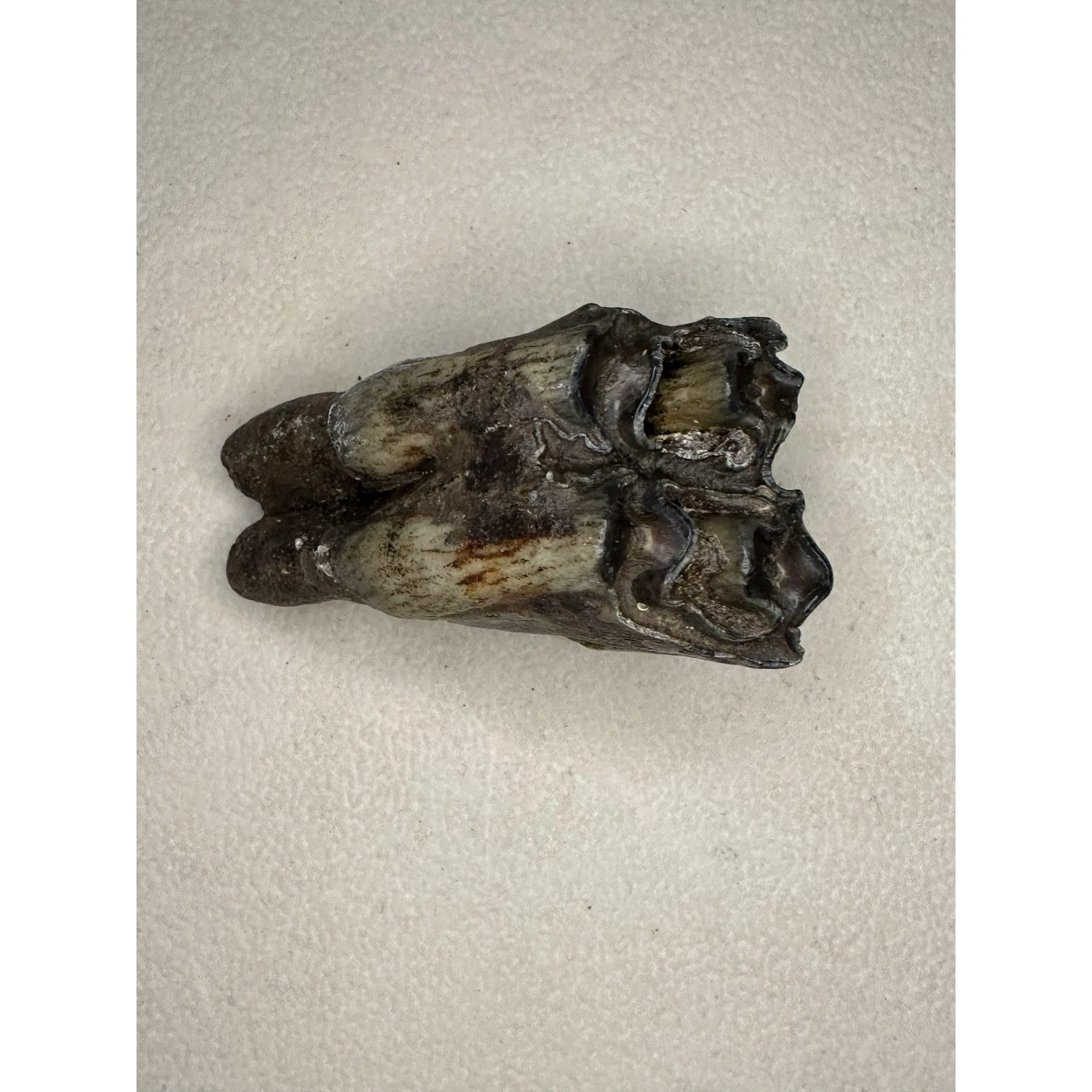 Fossil Bison Tooth – Ice Age, exceptional enamel, great root Prehistoric Online