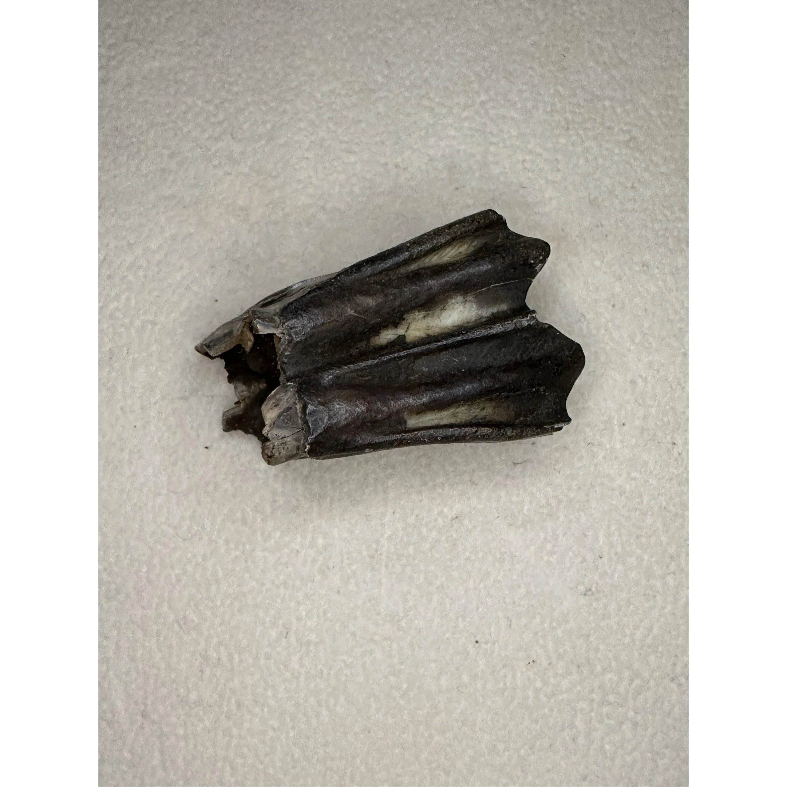 Fossil Bison Tooth – Florida, A grade, full root Prehistoric Online