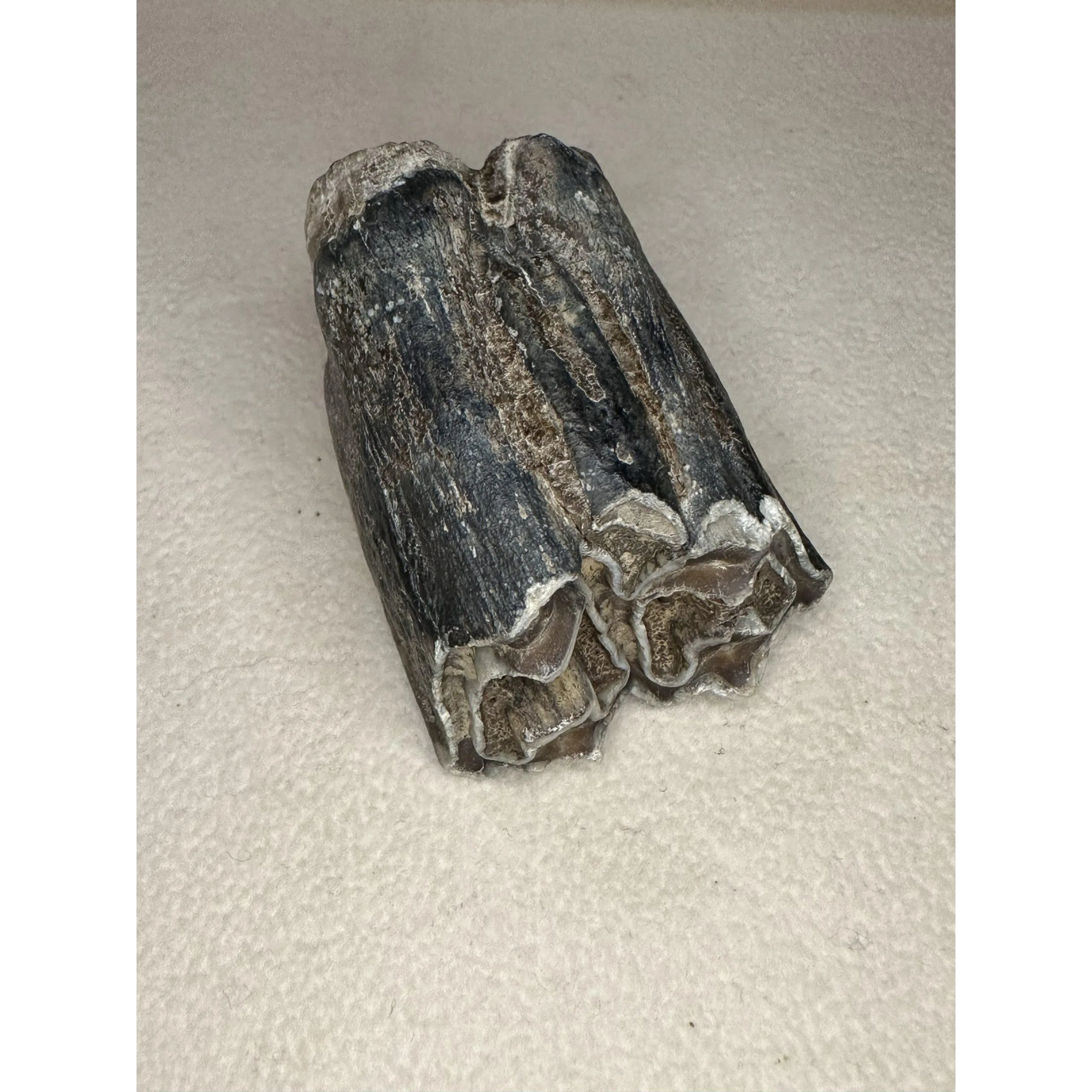 Fossil Bison Tooth – Florida, Complete and gorgeous enamel Prehistoric Online