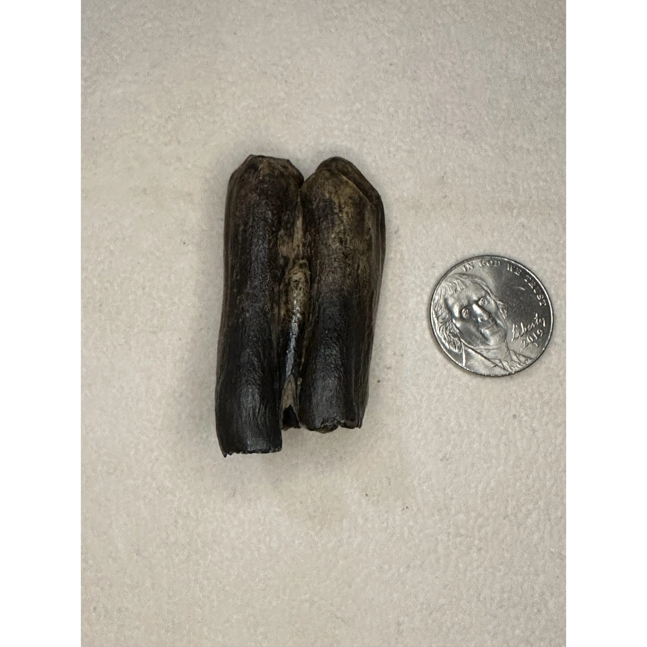 Fossil Bison Tooth – Florida, great mineralization Prehistoric Online