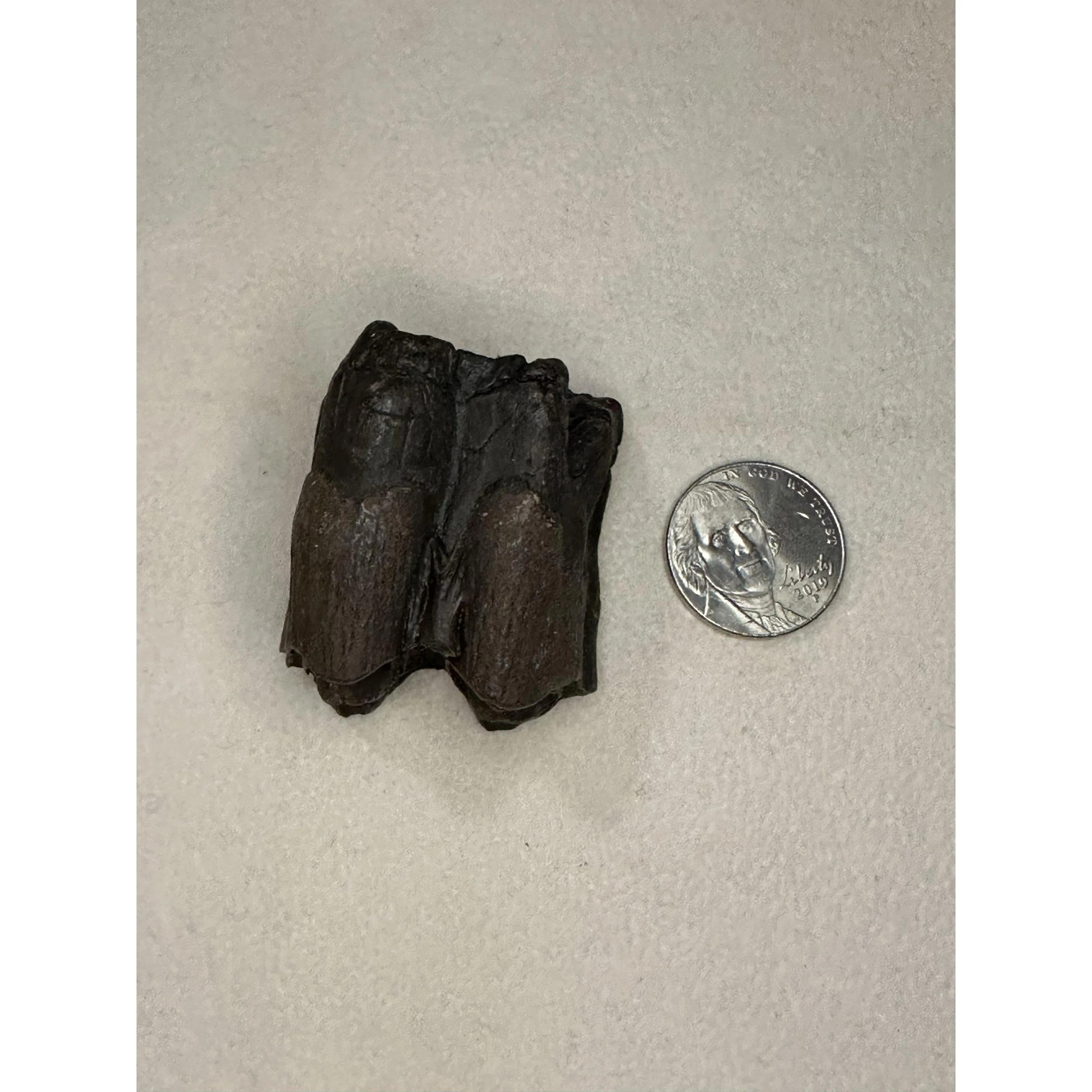 Fossil Bison Tooth – Florida, 2 inch with root Prehistoric Online