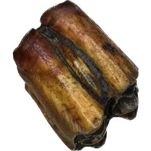 Fossil Bison Tooth – Florida Prehistoric Online