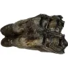Fossil Bison Tooth – Ice Age, exceptional enamel, great root Prehistoric Online