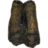 Fossil Bison Tooth – Florida, 2 inch gorgeous brown color Prehistoric Online